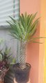 Pachypodium lameri - exotique 2m